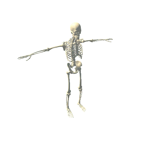 skeletal no animation